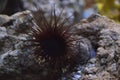 Sea urchin